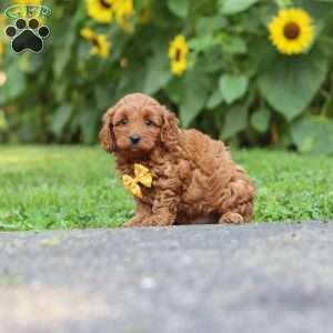 Romeo, Miniature Poodle Puppy